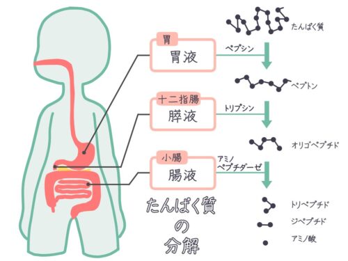 タンパク質の分解