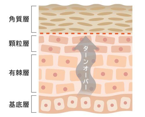 ターンオーバー