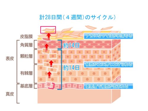 皮膚のターンオーバー