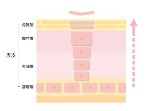 皮膚の排泄機能