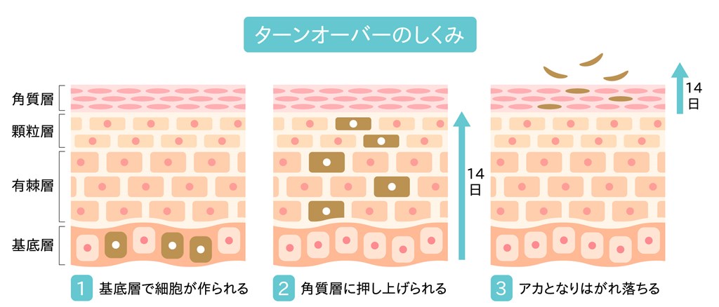 新陳代謝