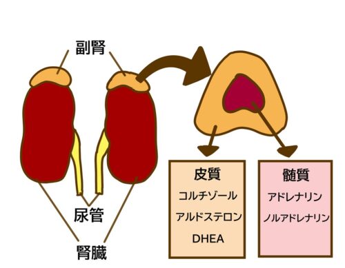 副腎皮質ホルモン