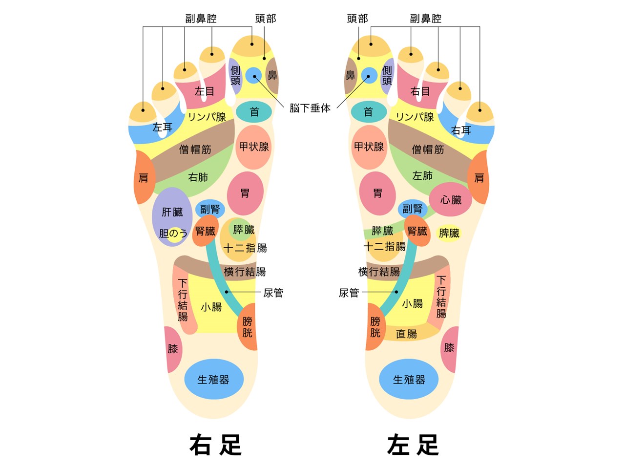 足の反射区