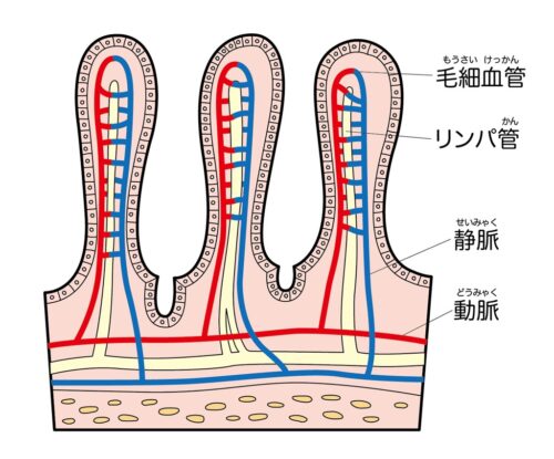 小腸